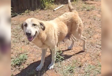 Mama Dog Crawls Under a Fence to Escape Neglect — Then Leads Rescuers Straight to Her Puppies