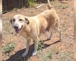 Mama Dog Crawls Under a Fence to Escape Neglect — Then Leads Rescuers Straight to Her Puppies