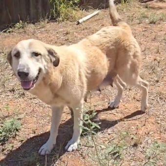 Mama Dog Crawls Under a Fence to Escape Neglect — Then Leads Rescuers Straight to Her Puppies