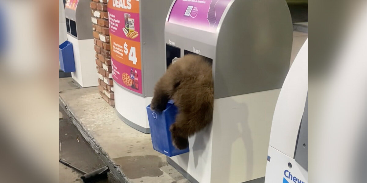 Man Stops for Gas — And Finds Plump and Furry Butt Sticking Out of Trash Can