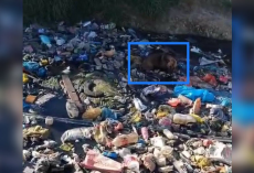 Flight Attendant Spots Movement in a River of Trash — And Realizes a Dog Is Fighting to Survive