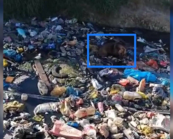 Flight Attendant Spots Movement in a River of Trash — And Realizes a Dog Is Fighting to Survive