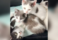 Litter Of ‘Ordinary’ Rescue Kittens Turns Out To Be Hiding The Sweetest Secret