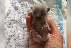 Abandoned ‘Silver’ Kitten Has No Clue She’s Destined to Be Extraordinary