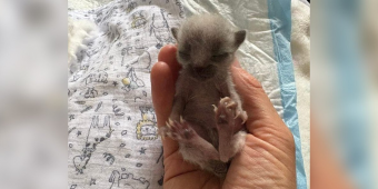 Abandoned ‘Silver’ Kitten Has No Clue She’s Destined to Be Extraordinary