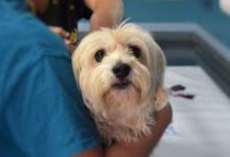 Dog Allergy Shots Explained: What Works, What Doesn’t & What You Should Know