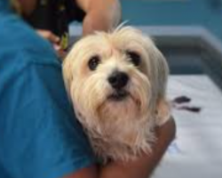 Dog Allergy Shots Explained: What Works, What Doesn’t & What You Should Know