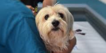 Dog Allergy Shots Explained: What Works, What Doesn’t & What You Should Know