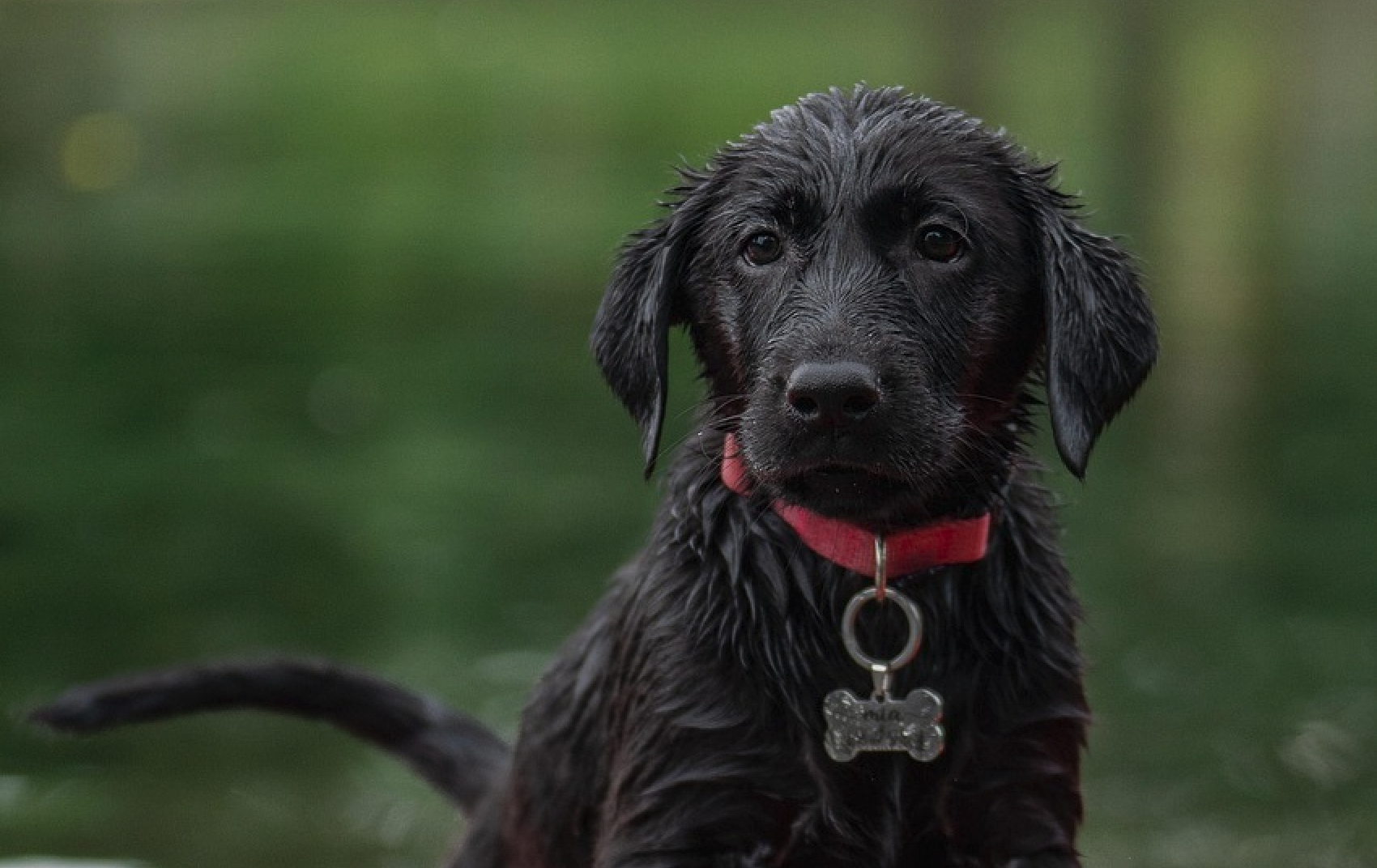 Top 5 Puppy Collars (Plus the Best ID Tag) To Keep Your New Pup Safe