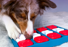 Top Puzzle Toys to Challenge, Entertain & Calm Your Dog