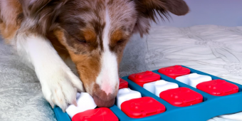 Top Puzzle Toys to Challenge, Entertain & Calm Your Dog