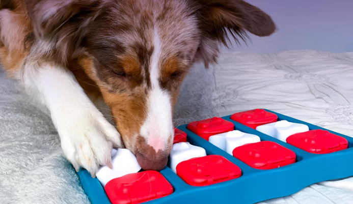Top Puzzle Toys to Challenge, Entertain & Calm Your Dog