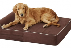 The Best Orthopedic Dog Beds to Soothe Your Senior Pup