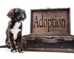 The Complete Guide to Adopting a Dog
