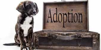 The Complete Guide to Adopting a Dog