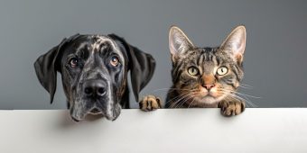 How Does Pet Insurance Actually Work?
