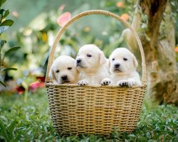 Your Complete Guide to Bringing a New Puppy Home