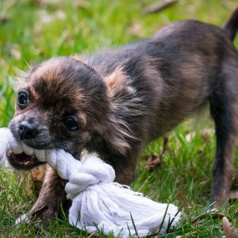 Helping Your Teething Puppy (And Protecting Your Home!)
