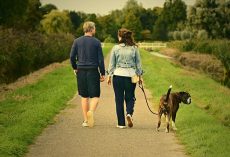 How Many Walks Does Your Dog Really Need Each Day?