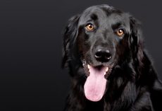 Why Your Dog Needs a Daily Schedule (And How to Create One That Works)