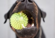 How To Stop Your Dog From Eating Their Toys