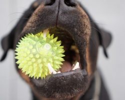 How To Stop Your Dog From Eating Their Toys