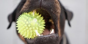How To Stop Your Dog From Eating Their Toys