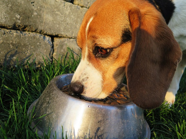 The Best Dog Foods for Senior Pups