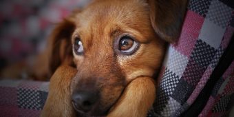 Cushing’s Disease in Dogs: Signs, Causes & Care