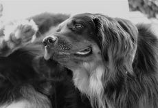 Atopic Dermatitis in Dogs: What It Is and How You Can Help