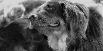 Atopic Dermatitis in Dogs: What It Is and How You Can Help