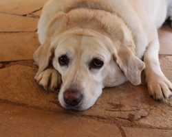 Canine Diabetes: Signs, Treatments & Essential Info for Pet Parents
