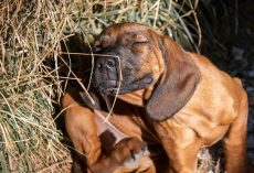Flea Allergy Dermatitis in Dogs: How to Spot It and Help Your Pup