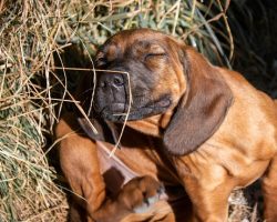 Flea Allergy Dermatitis in Dogs: How to Spot It and Help Your Pup