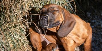 Flea Allergy Dermatitis in Dogs: How to Spot It and Help Your Pup