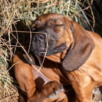 Flea Allergy Dermatitis in Dogs: How to Spot It and Help Your Pup