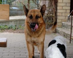 Why Do Dogs Eat Poop And How Can You Stop Them?