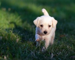 The Beginner’s Guide to Training Your Puppy: A Step-By-Step Plan for Success