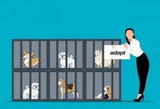 Buying vs. Adopting Dogs: How to Make the Right Choice