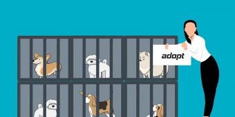 Buying vs. Adopting Dogs: How to Make the Right Choice