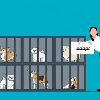 Buying vs. Adopting Dogs: How to Make the Right Choice