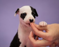 The Best Puppy Training Treats — Recommended by Professional Trainers