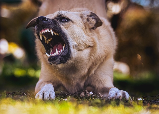 How to Prevent and Manage Aggressive Behavior in Dogs