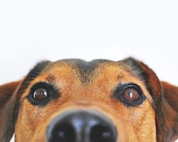 6 Common “Bad” Dog Behaviors — And How to Fix Them with Kind, Effective Training