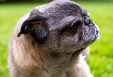 Your Complete Guide to Dog Pain Relief: How to Spot Pain and What Really Helps