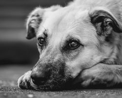 Understanding Dog Anxiety (And How to Help Your Pup Feel Calm Again)