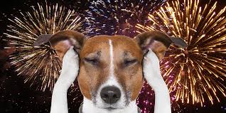 Fireworks & Your Dog: 10 Vet-Backed Ways to Help Your Pup Stay Calm