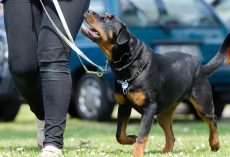 Leash Training 101: How To Leash Train Your Dog For Stress-Free, Happy Walks