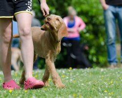 How to Teach Your New Dog 7 Essential Commands