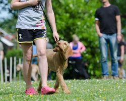 10 Essential Dog Training Tools Professional Trainers Swear By